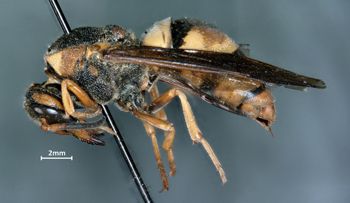 Media type: image;   Entomology 29748 Aspect: habitus lateral view